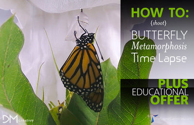How To - Caterpillar to Butterfly Metamorphosis, Time Lapse